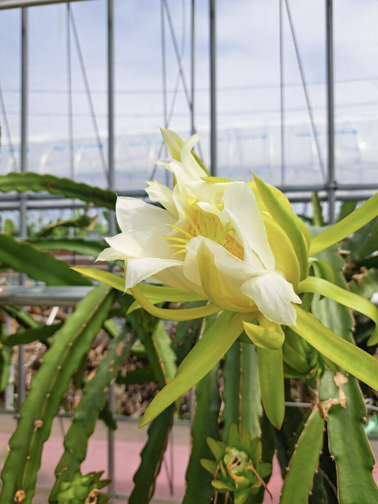 ドラゴンフルーツの花が咲きました!いちじくも収穫の季節ですの写真(岩手県陸前高田市)